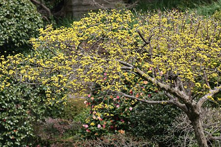 2009.03.07　報国寺　山茱萸の木