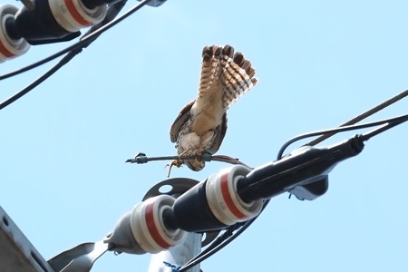 2014.04.28　追分市民の森　電柱でチョウゲンボウ　左足にトカゲ