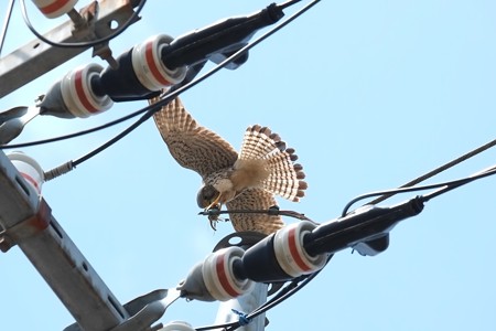 2014.04.28　追分市民の森　電柱でチョウゲンボウ　鷲掴み