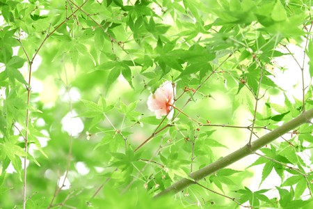 2014.04.29 和泉川 ヤエザクラ