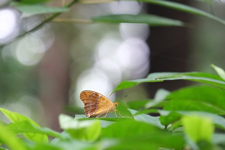 2014.06.09　瀬谷市民の森　メスグロヒョウモン