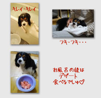 collage1