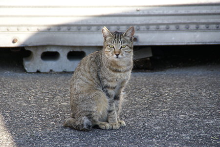 「いらっしゃいませ～　綺麗に撮ってね・・」　漁港で愛されてる猫・・６