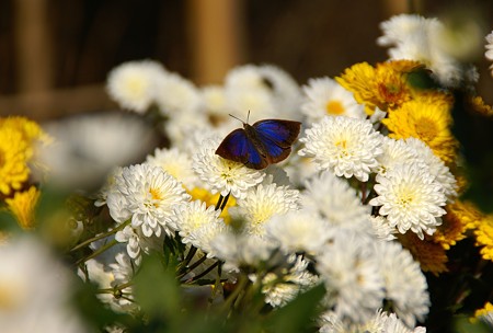 瑠璃色の蝶と・・白菊・・