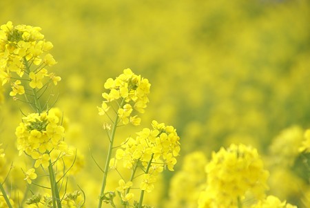 菜の花~Fantasy・・13
