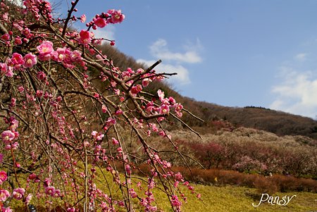 ふんわり~爛漫♪ 湯河原梅林 4