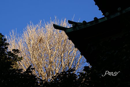 青空と・・輝く木と・・