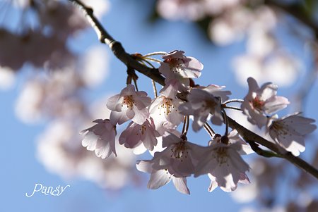 鎌倉 桜夢・・2