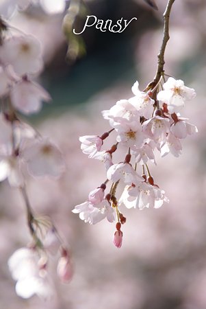 鎌倉 桜夢・・3