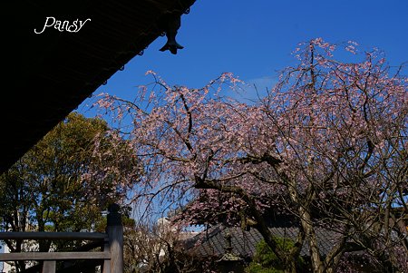 鎌倉 桜夢・・4