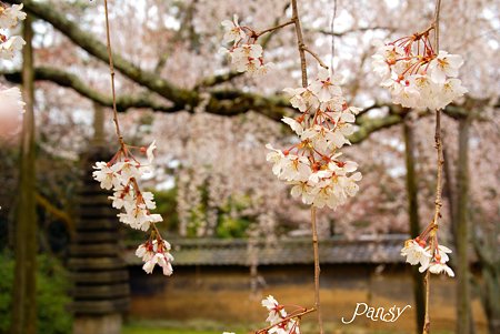 桜・・京都 醍醐寺にて・・4