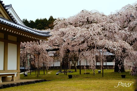 桜・・京都 醍醐寺にて・・7