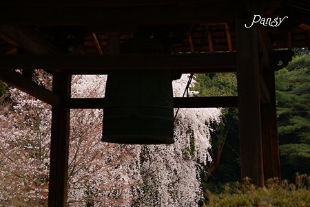 鐘楼と桜・・京都醍醐寺にて23