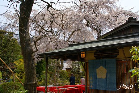 京都 桜さんぽ~11