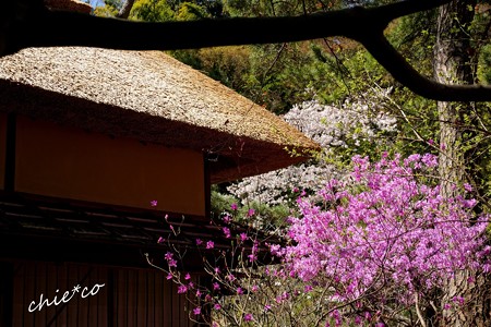 三渓園~春~-209