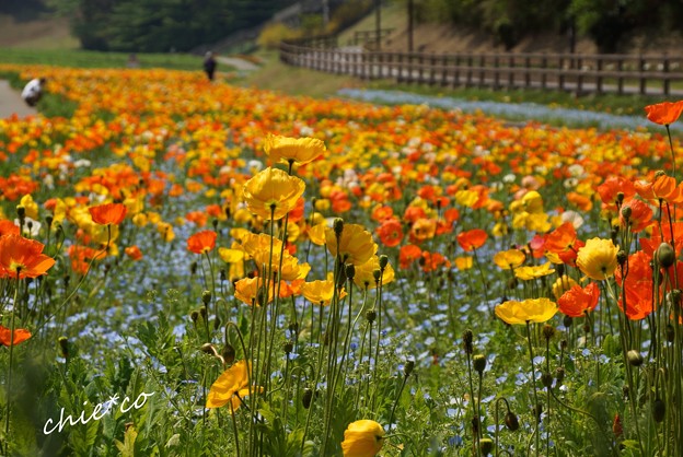 くりはま花の国-018