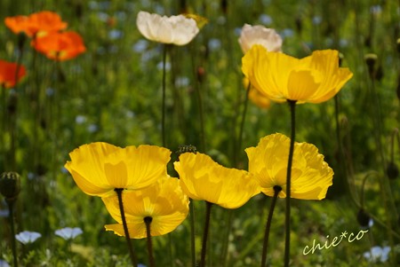 くりはま花の国-048