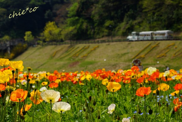 くりはま花の国-085