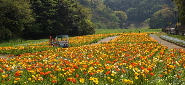 くりはま花の国-239