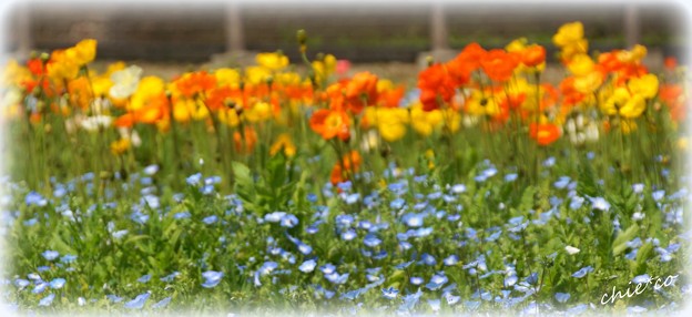 くりはま花の国-078