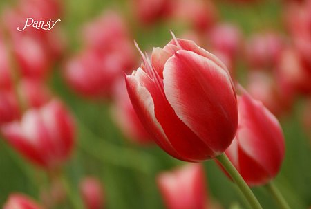 チューリップのお花畑・・2
