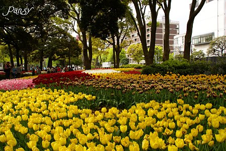 チューリップの花畑・・10