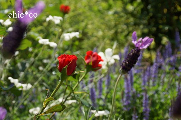 横浜 English Garden-381