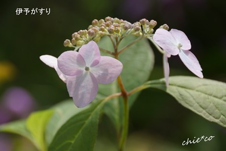鎌倉長谷-017