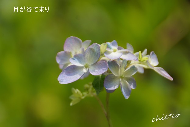 鎌倉長谷-024
