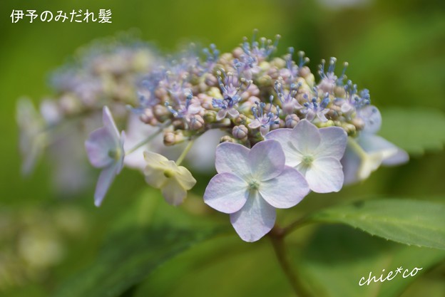 鎌倉長谷-031