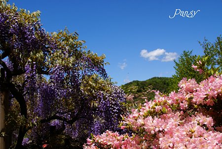初夏の花風景・・