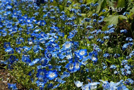 Blue and blue ネモフィラと・・勿忘草と・・