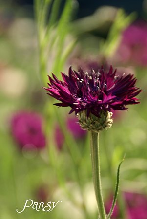 Purpleの矢車草♪