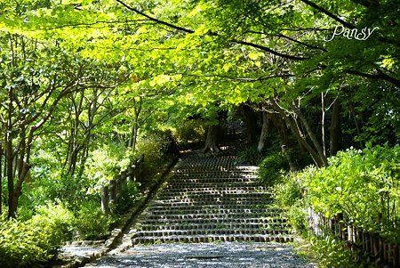 新緑の階段・・ 初夏の鎌倉文学館にて・・3