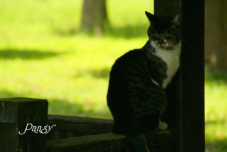 ここがお気に入りなの・・ 久良岐公園の猫さん