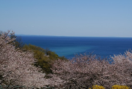 桜と・・相模湾・・