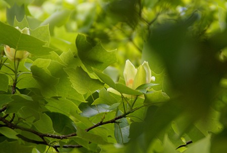 ユリノキの花・・揺れる・・♪