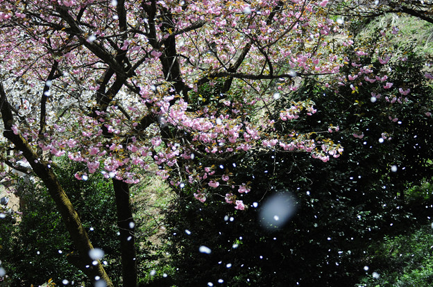 花吹雪幻想 照片共享頁面 攝影藏