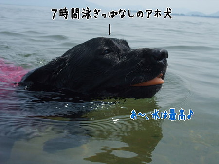 水キチアホ犬
