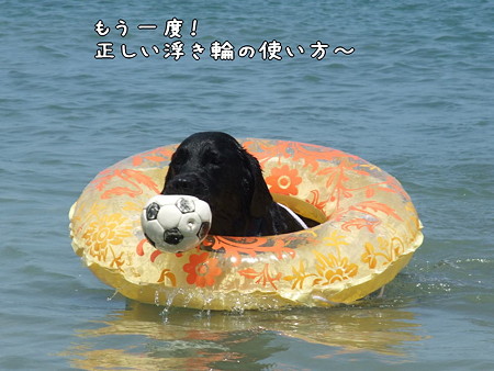 ナイス!です