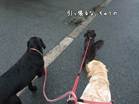 ひっぱる~