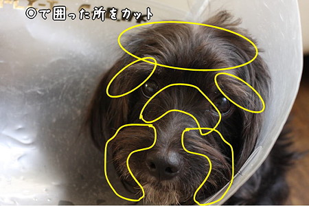 カットした場所