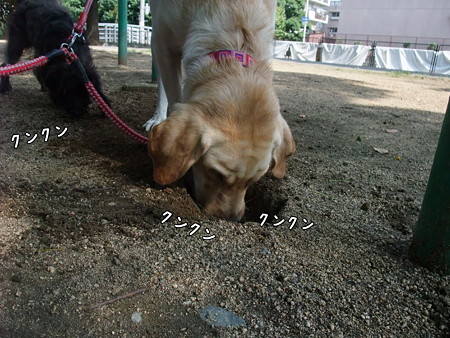 くんくん