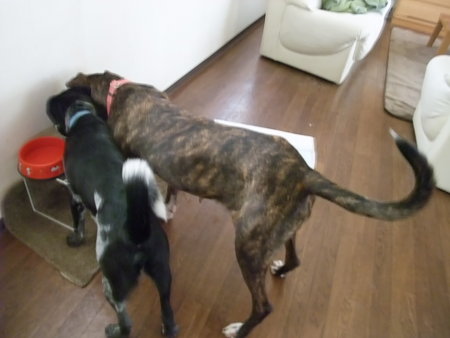 保護犬同士仲良し♪