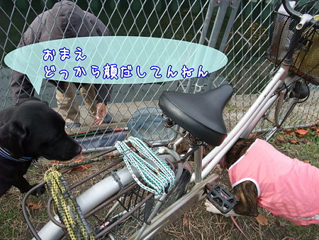何処から顔出すねん