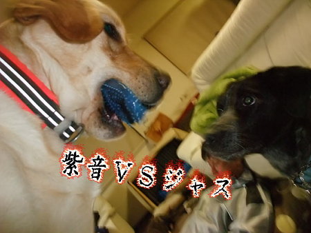 紫音VSジャス