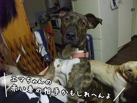 赤い糸