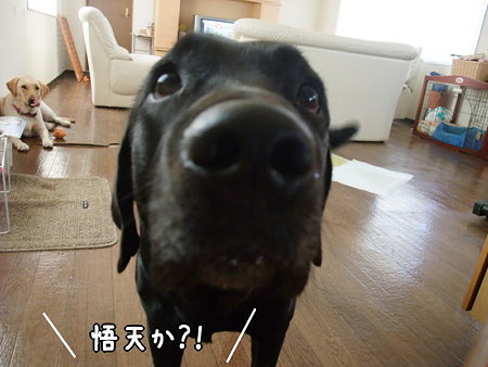 悟天か?!