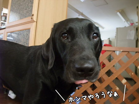 ホンマ