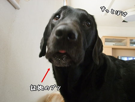 証拠のブツ